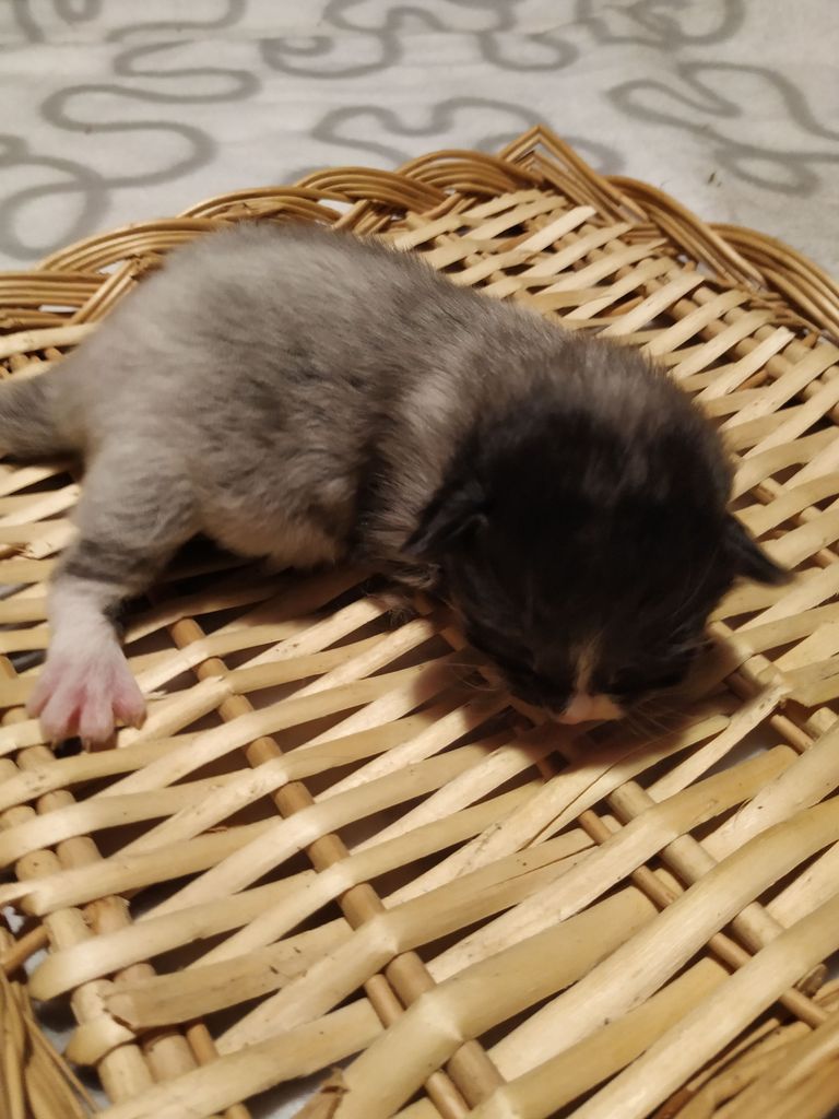 Gatti Norvegesi - cuccioli