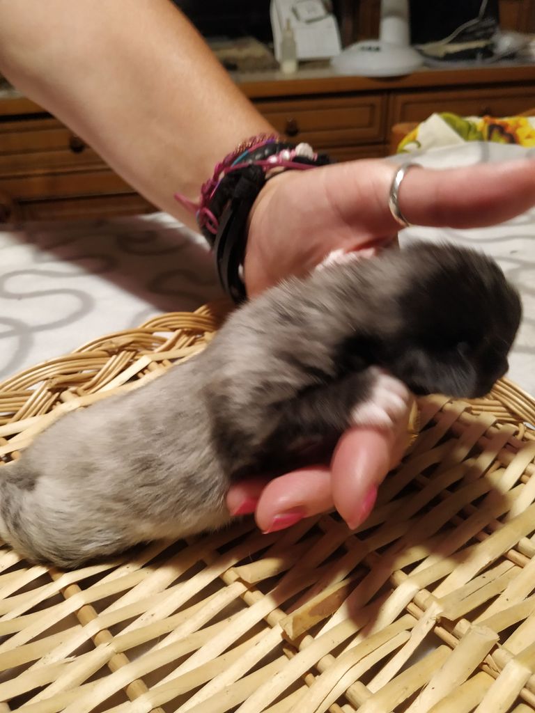 Gatti Norvegesi - cuccioli