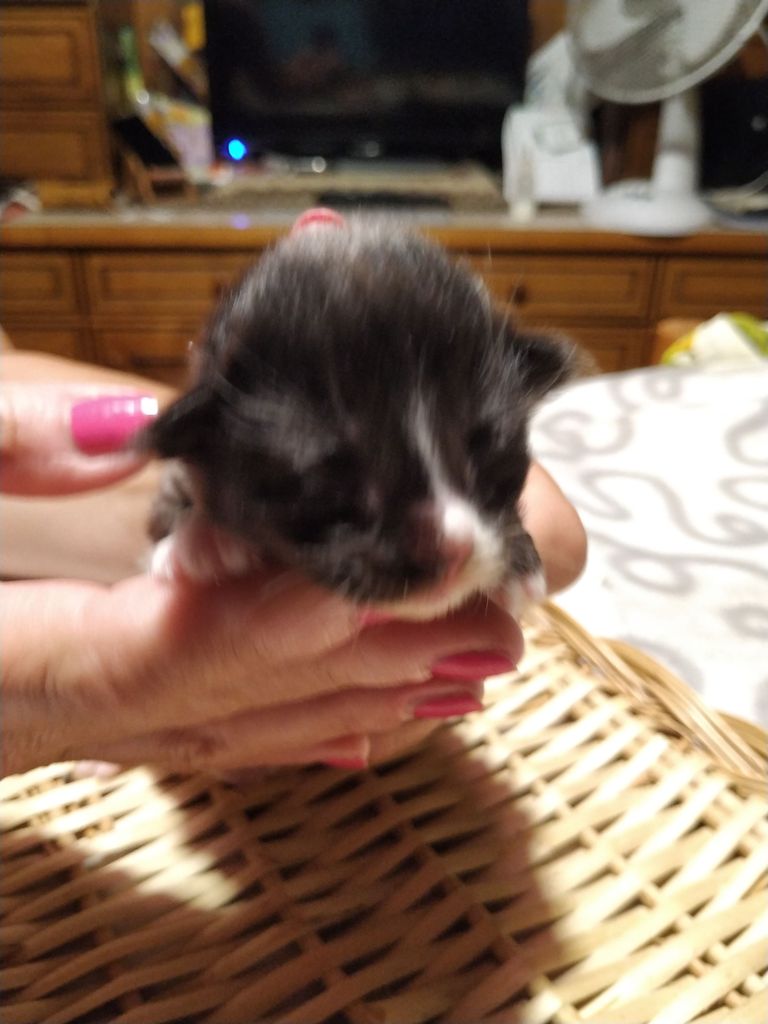 Gatti Norvegesi - cuccioli