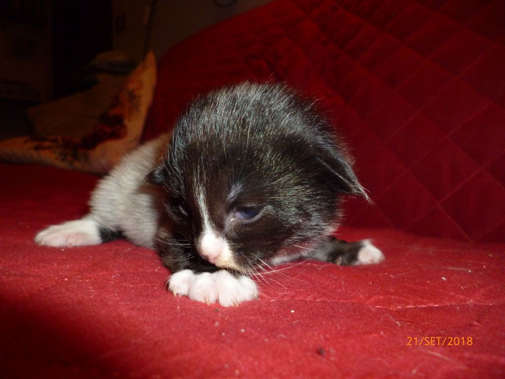 Gatti Norvegesi - cuccioli