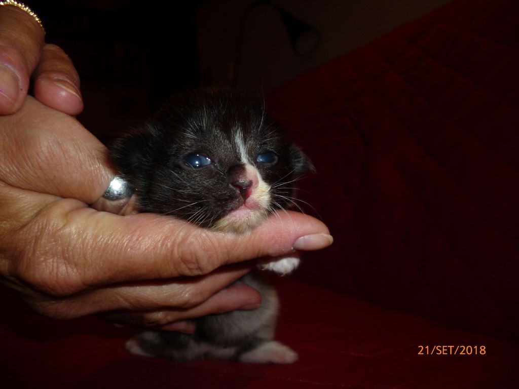 Gatti Norvegesi - cuccioli