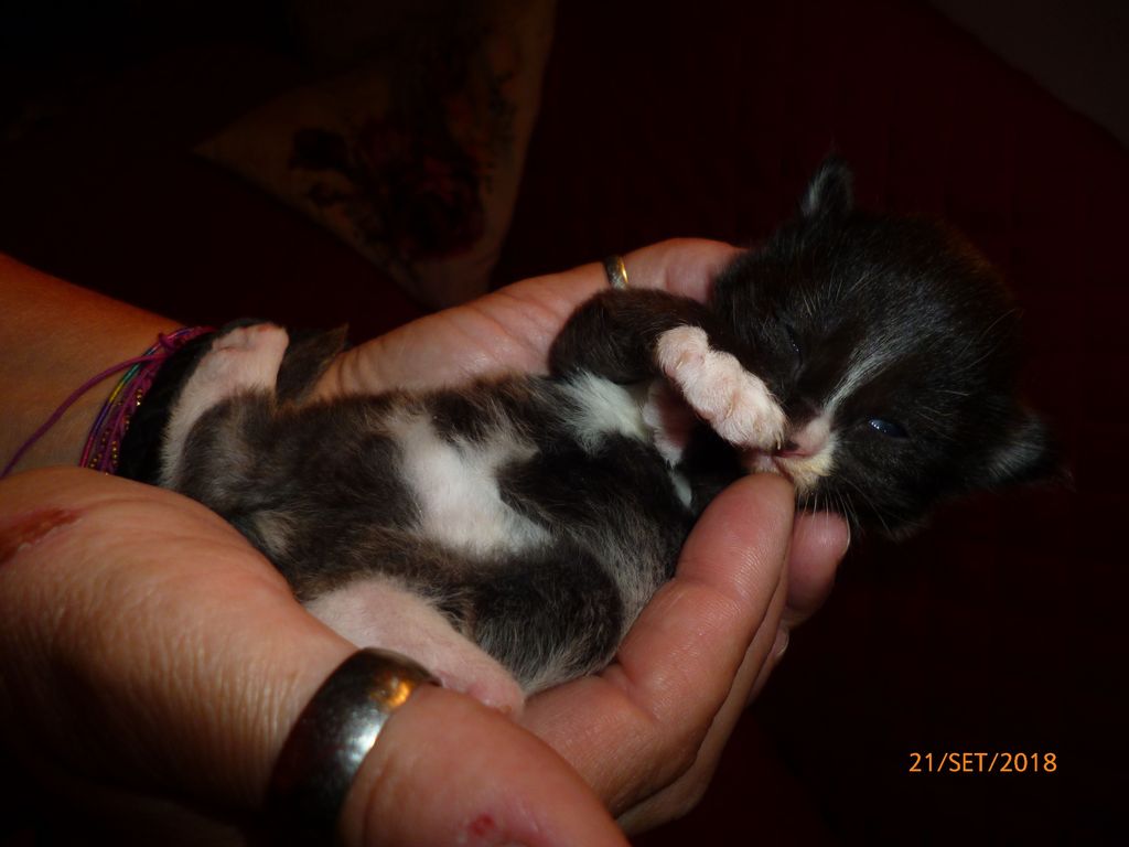 Gatti Norvegesi - cuccioli
