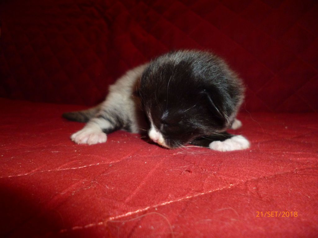 Gatti Norvegesi - cuccioli