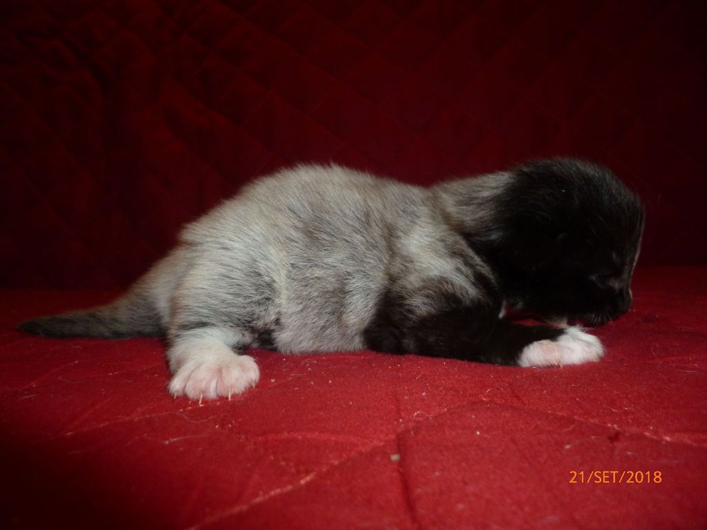 Gatti Norvegesi - cuccioli