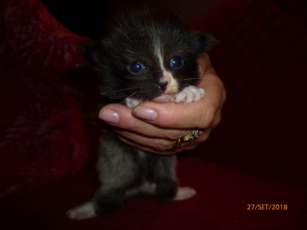 Gatti Norvegesi - cuccioli