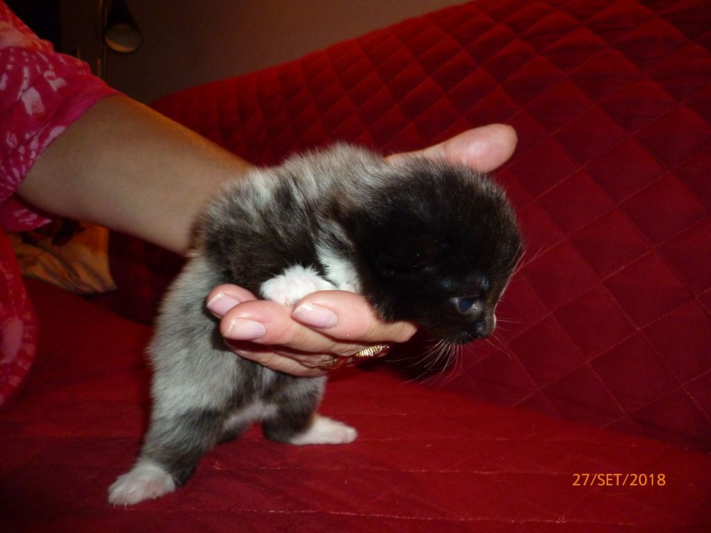 Gatti Norvegesi - cuccioli