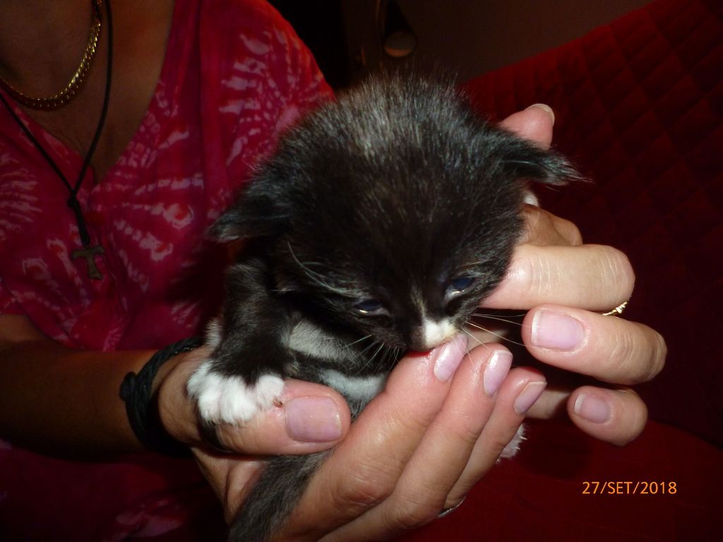 Gatti Norvegesi - cuccioli