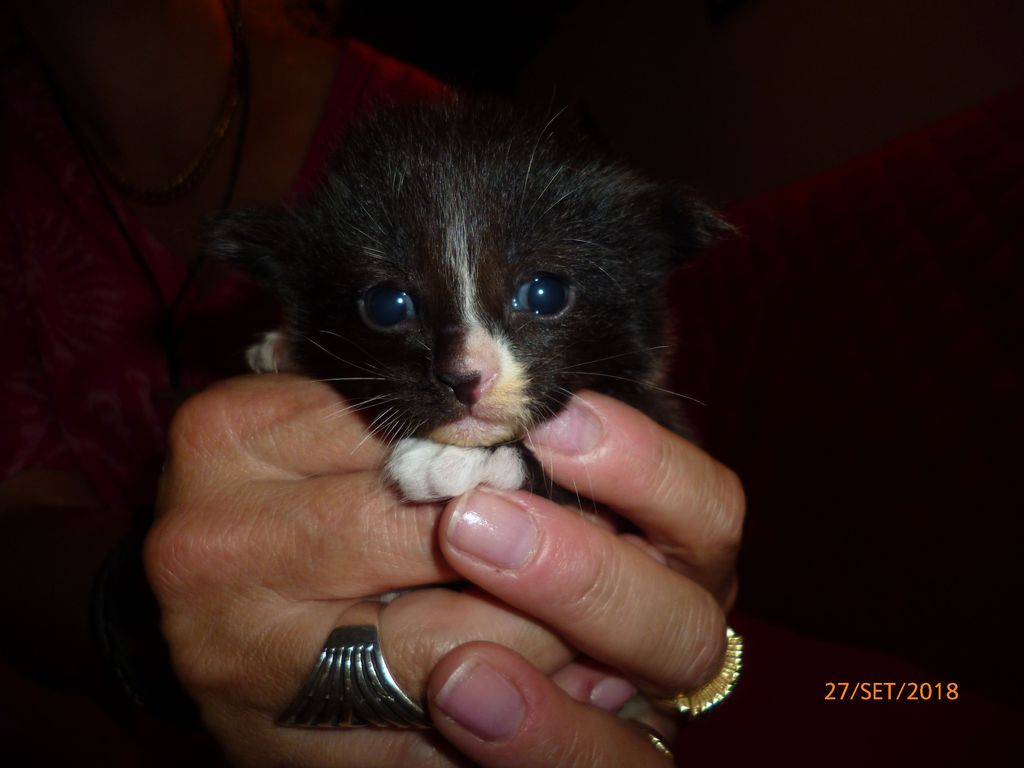 Gatti Norvegesi - cuccioli