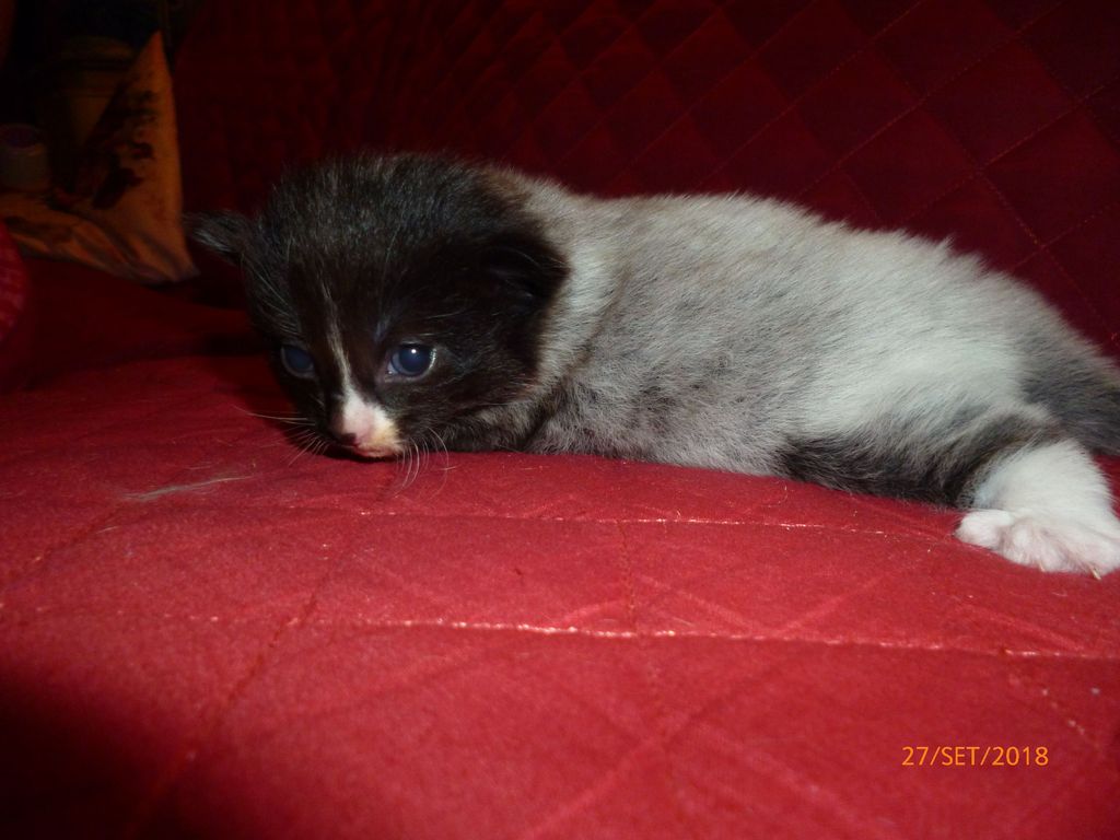 Gatti Norvegesi - cuccioli