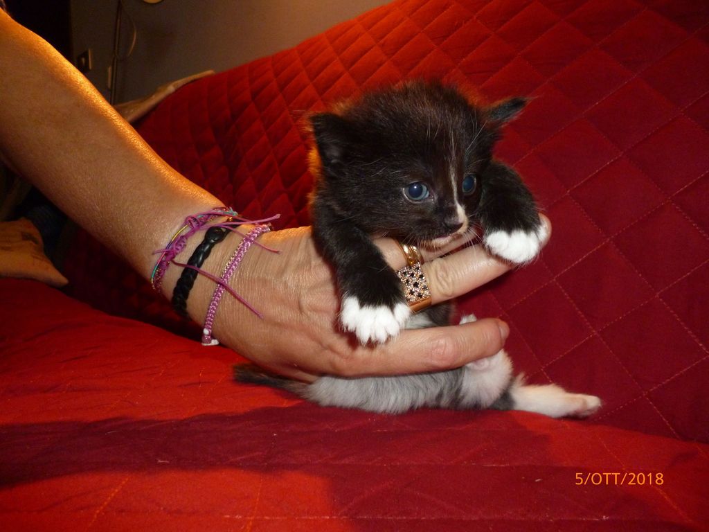 Gatti Norvegesi - cuccioli