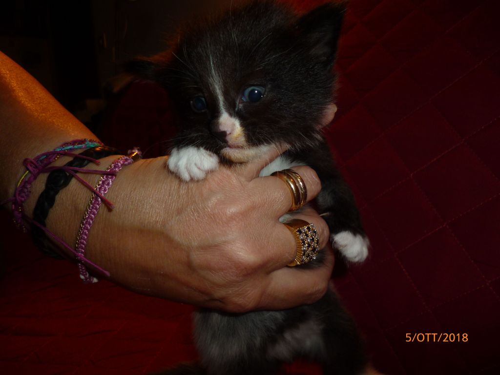Gatti Norvegesi - cuccioli