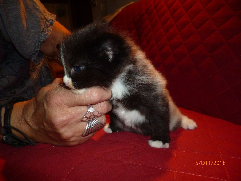 Gatti Norvegesi - cuccioli