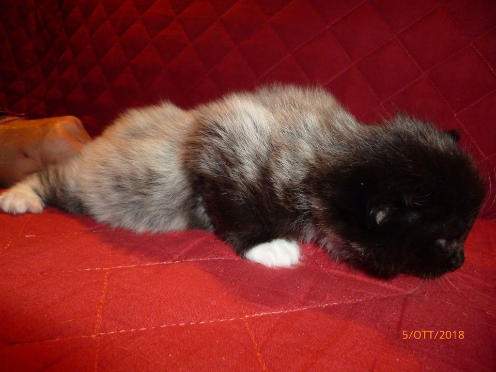 Gatti Norvegesi - cuccioli