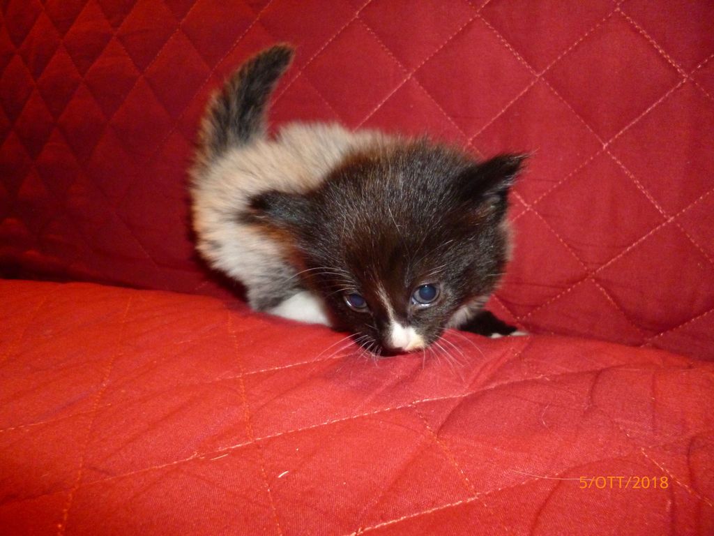 Gatti Norvegesi - cuccioli