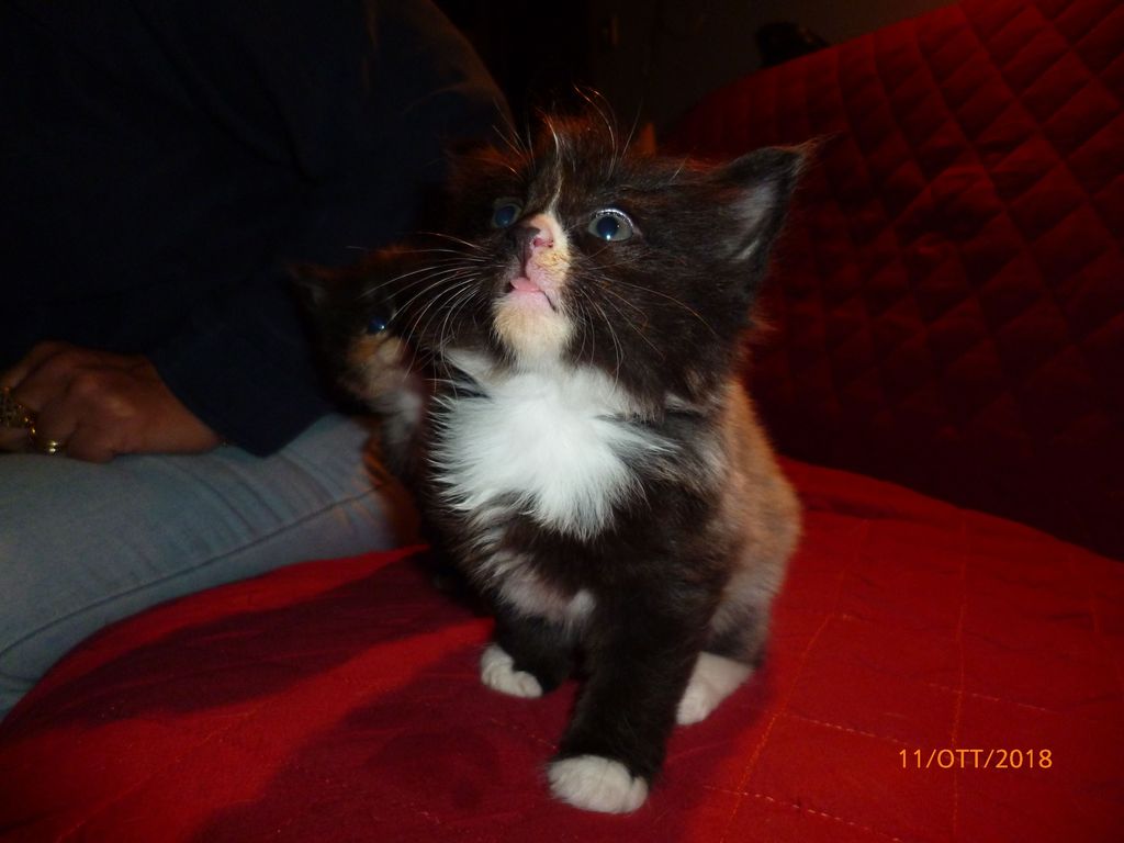 Gatti Norvegesi - cuccioli