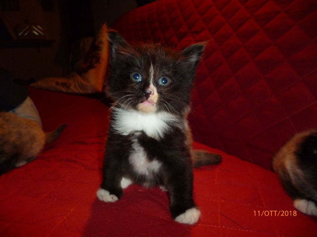 Gatti Norvegesi - cuccioli