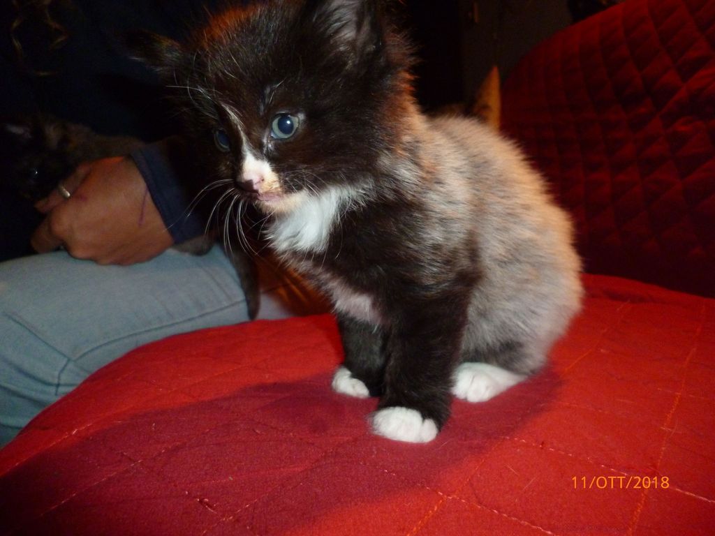 Gatti Norvegesi - cuccioli