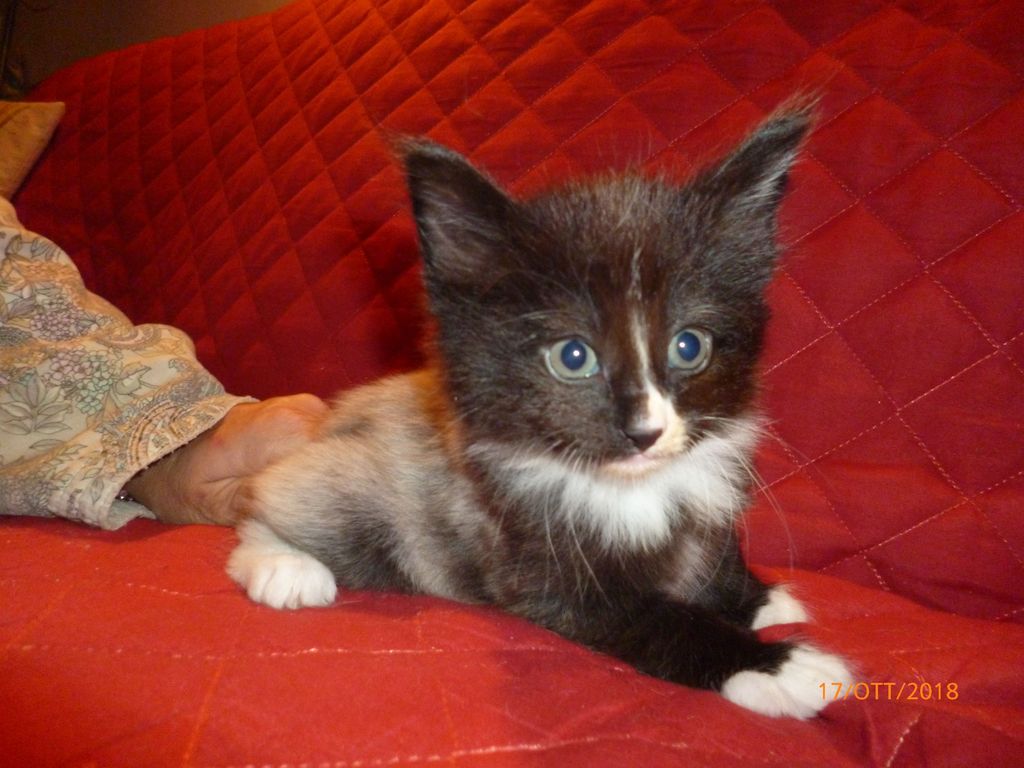 Gatti Norvegesi - cuccioli