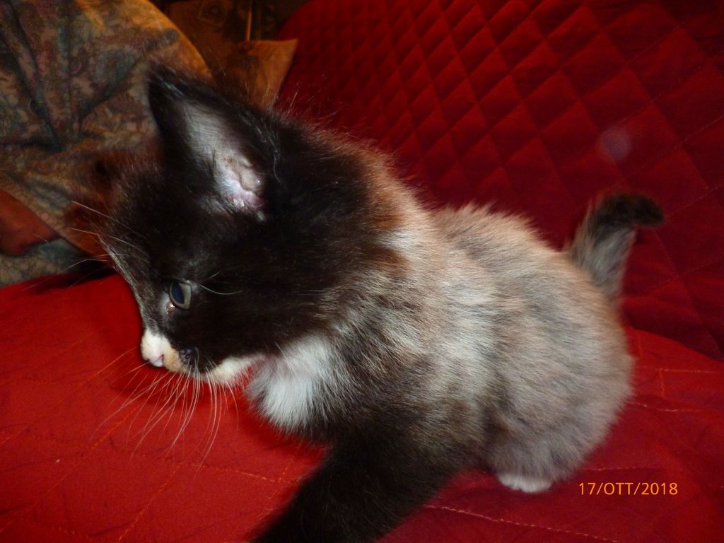 Gatti Norvegesi - cuccioli