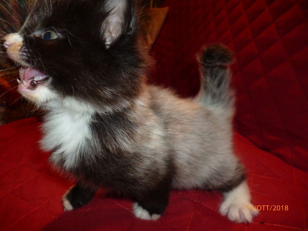 Gatti Norvegesi - cuccioli
