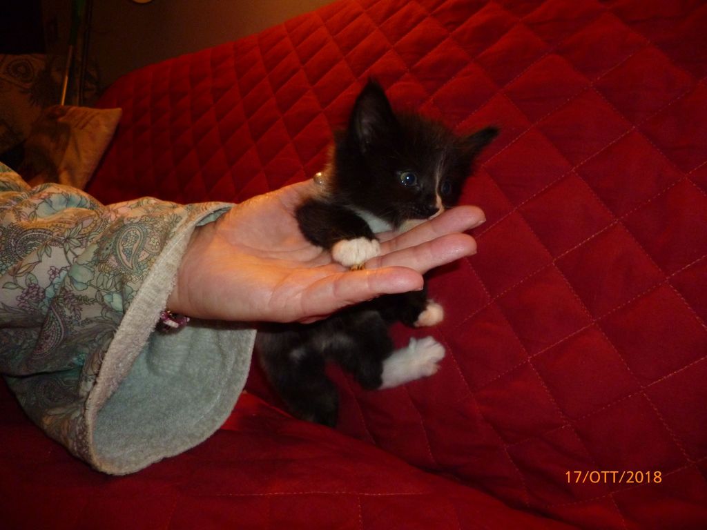 Gatti Norvegesi - cuccioli