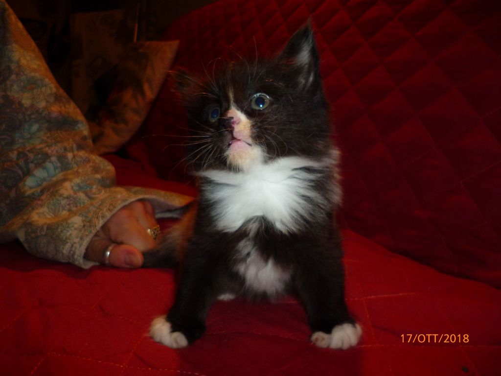 Gatti Norvegesi - cuccioli
