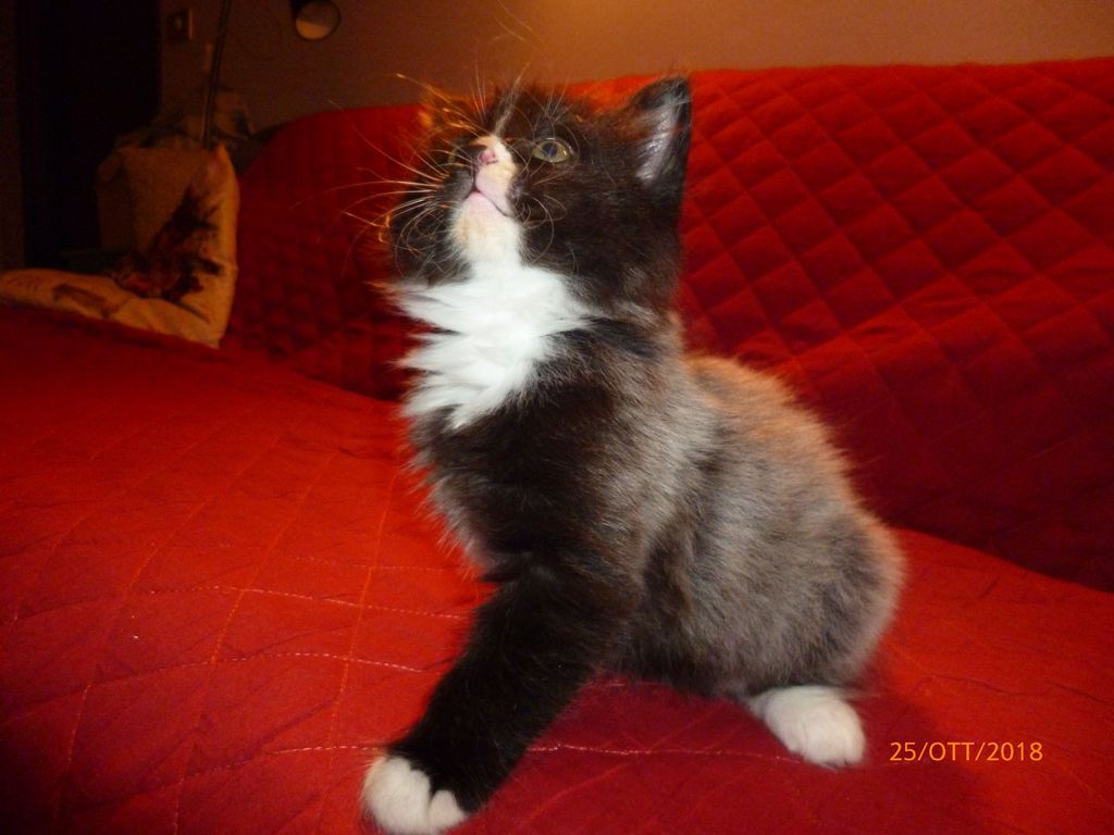 Gatti Norvegesi - cuccioli