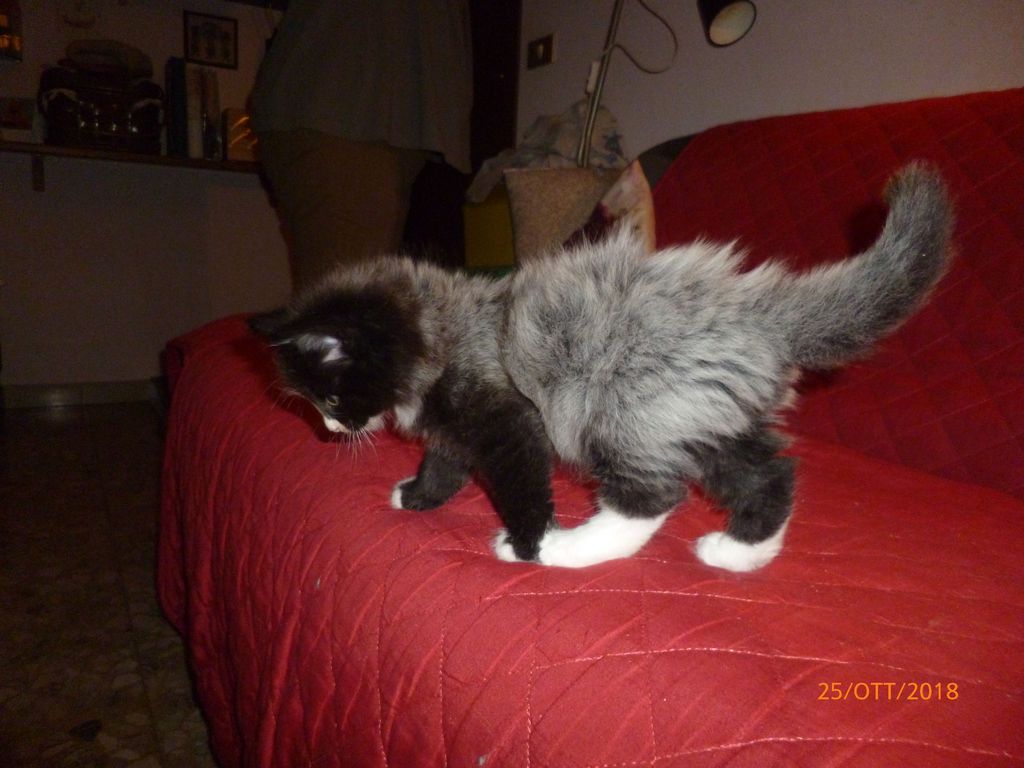 Gatti Norvegesi - cuccioli