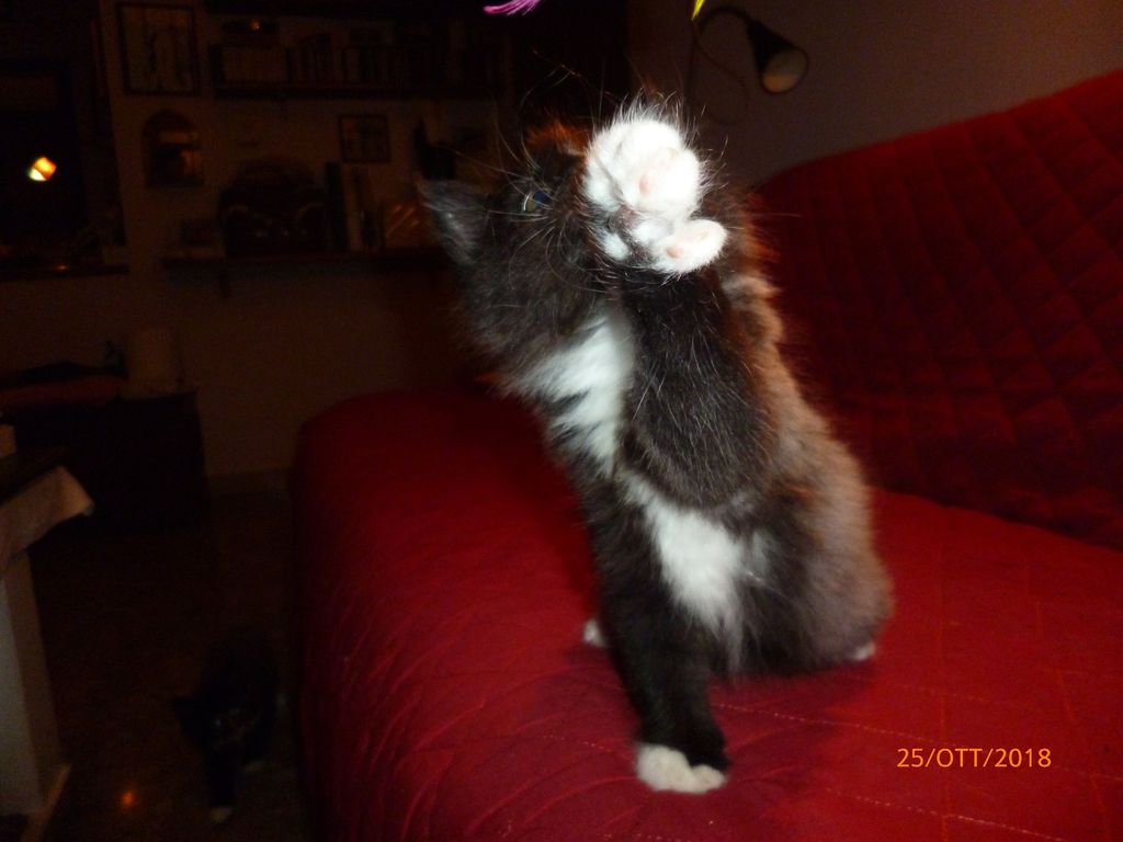 Gatti Norvegesi - cuccioli
