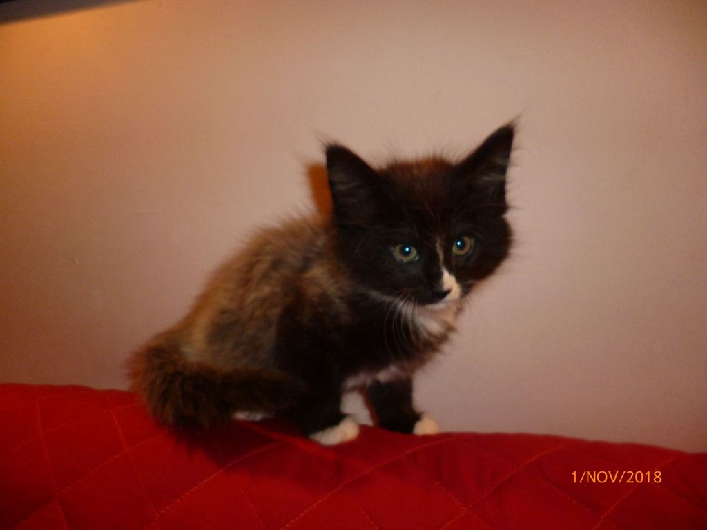 Gatti Norvegesi - cuccioli