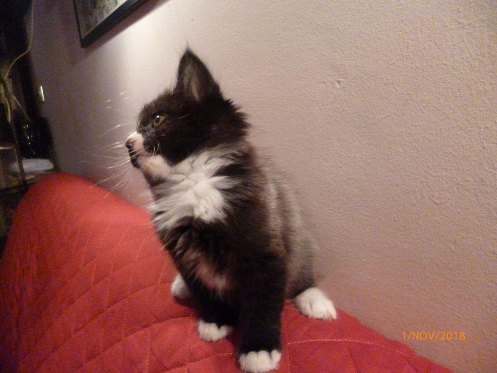 Gatti Norvegesi - cuccioli