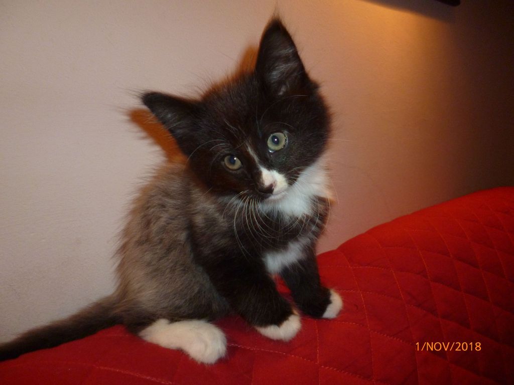 Gatti Norvegesi - cuccioli