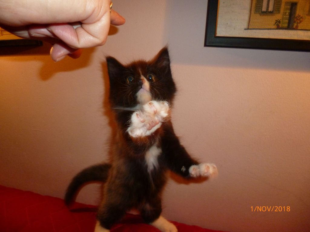 Gatti Norvegesi - cuccioli