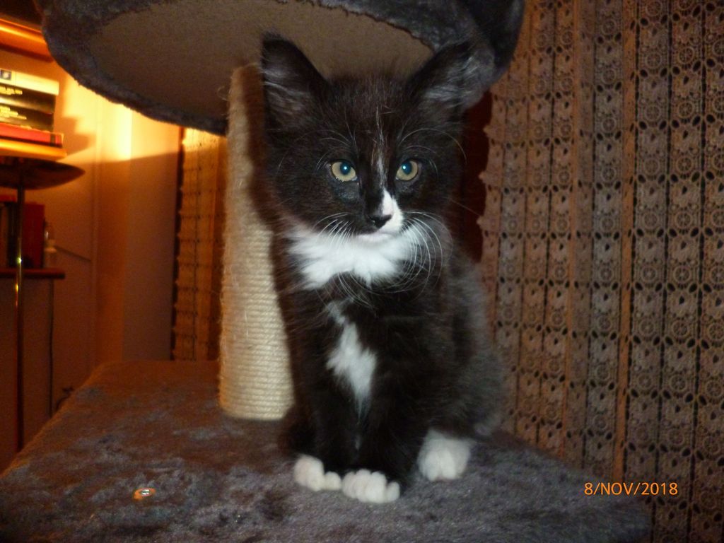 Gatti Norvegesi - cuccioli