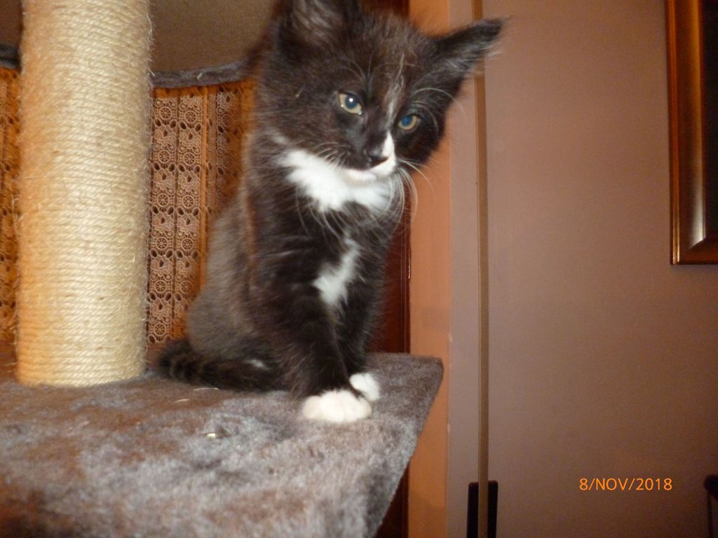 Gatti Norvegesi - cuccioli