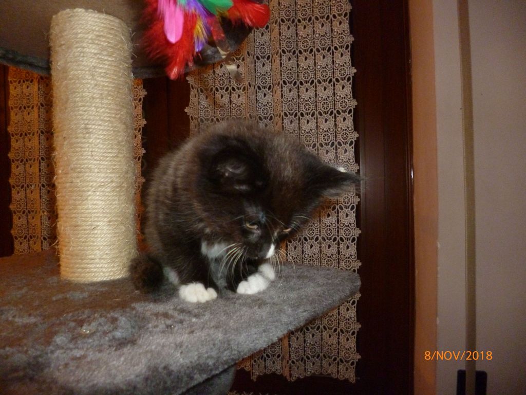 Gatti Norvegesi - cuccioli