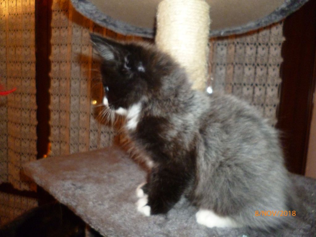 Gatti Norvegesi - cuccioli