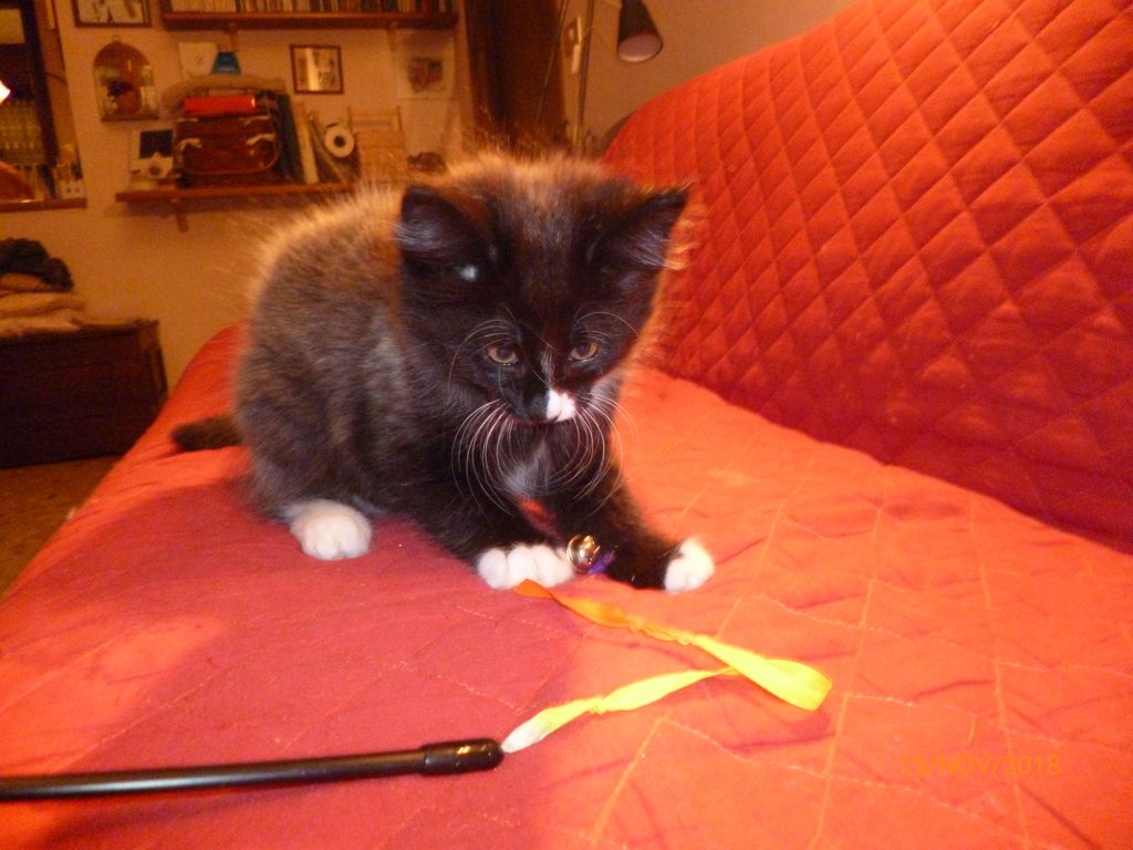 Gatti Norvegesi - cuccioli
