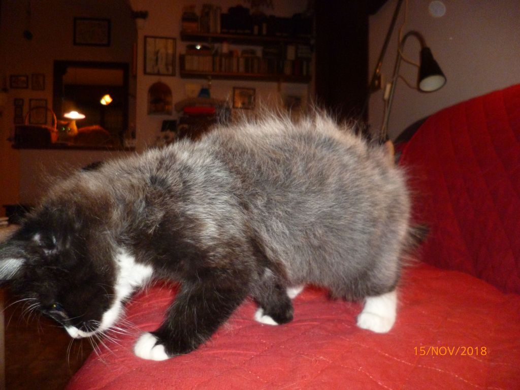 Gatti Norvegesi - cuccioli