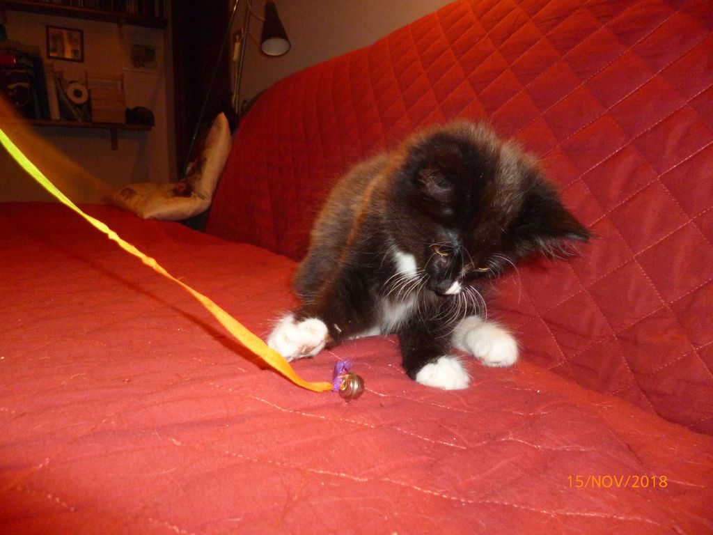 Gatti Norvegesi - cuccioli