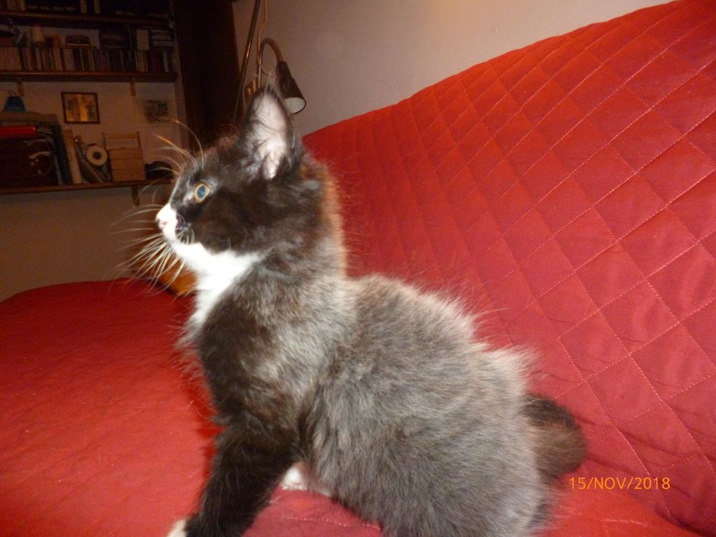 Gatti Norvegesi - cuccioli