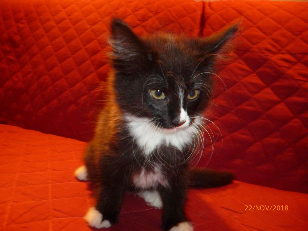 Gatti Norvegesi - cuccioli