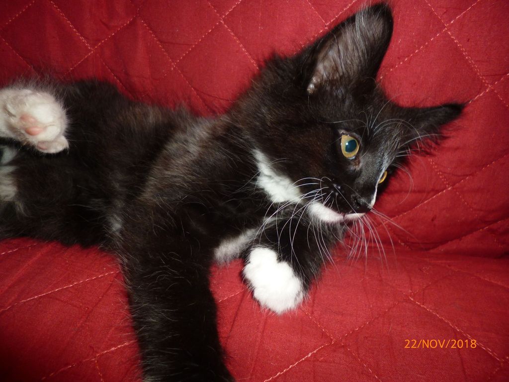 Gatti Norvegesi - cuccioli