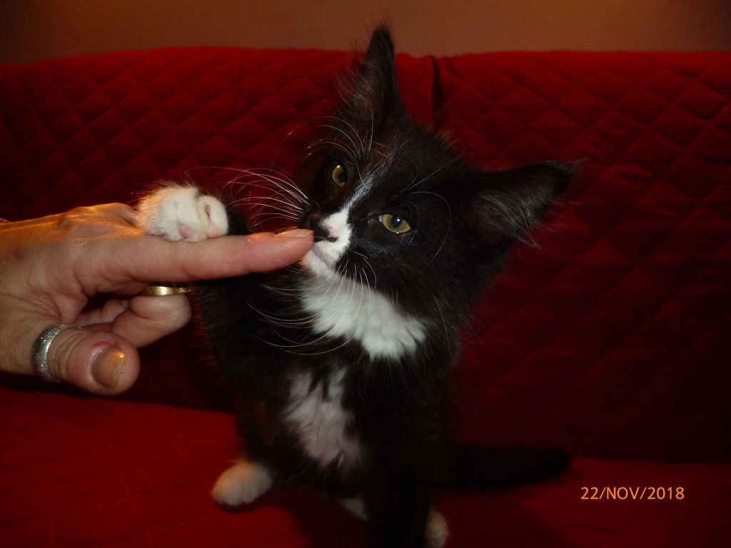 Gatti Norvegesi - cuccioli