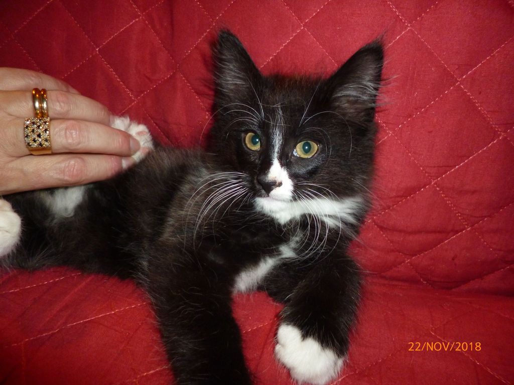 Gatti Norvegesi - cuccioli
