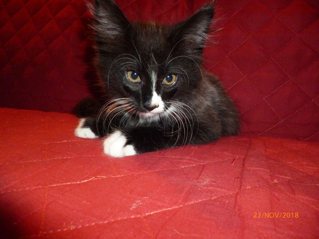 Gatti Norvegesi - cuccioli