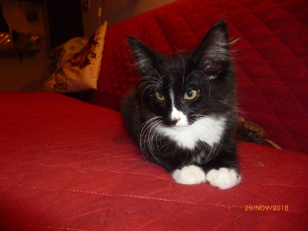 Gatti Norvegesi - cuccioli