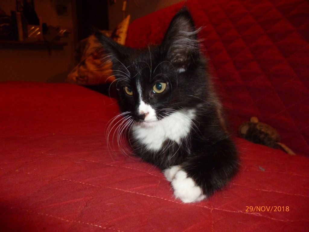 Gatti Norvegesi - cuccioli