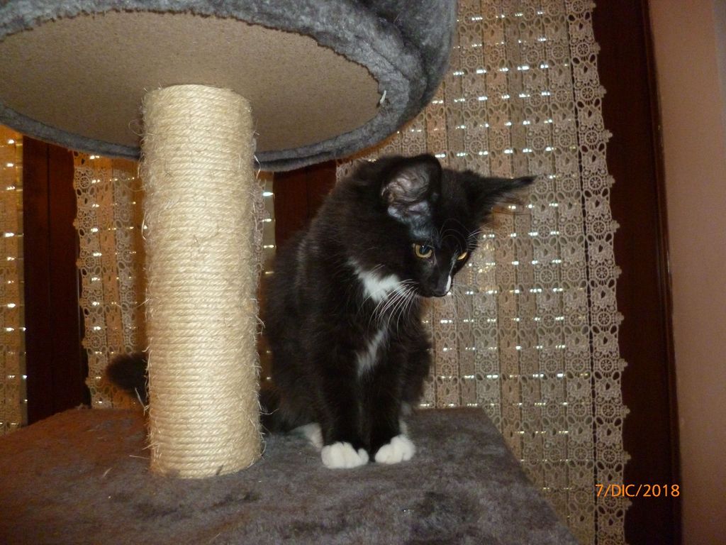 Gatti Norvegesi - cuccioli