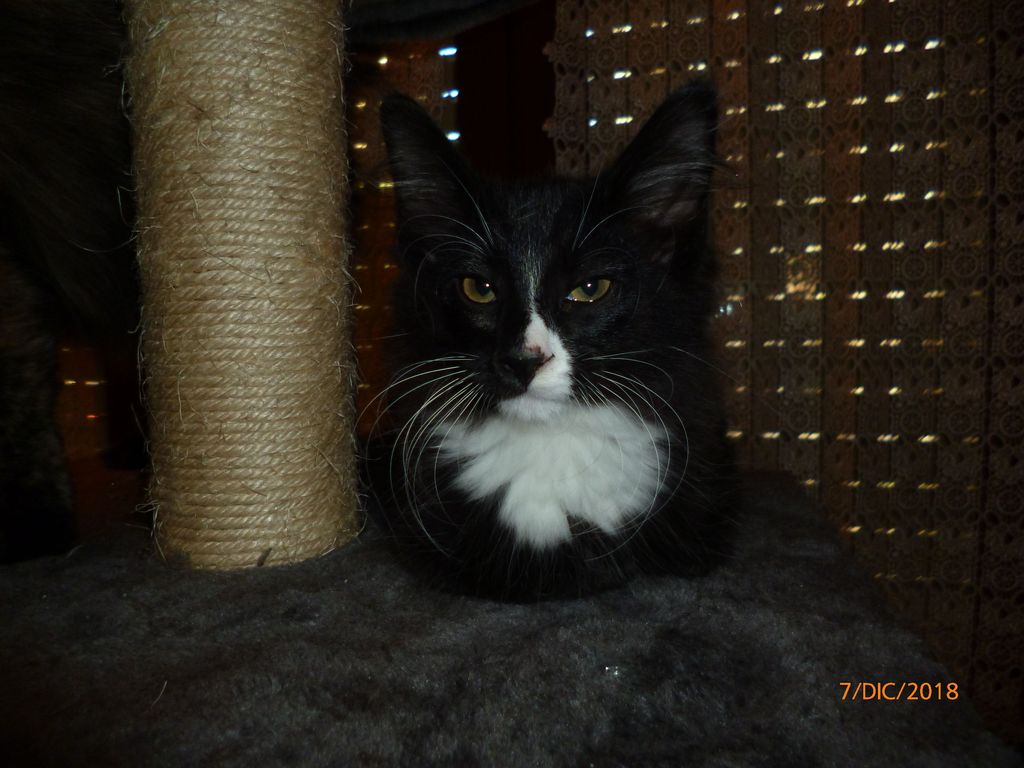 Gatti Norvegesi - cuccioli